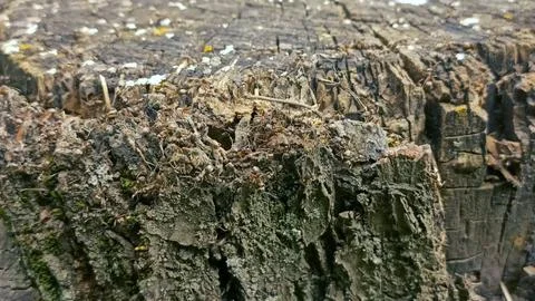 Bark background, tree bark background, grey bark with cracks Stock Photos
