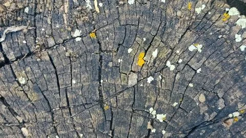 Bark background, tree bark background, grey bark with cracks Stock Photos