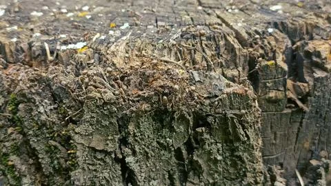 Bark background, tree bark background, grey bark with cracks Stock Photos