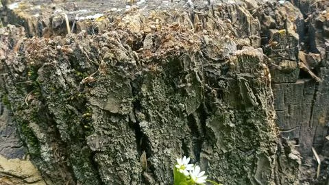 Bark background, tree bark background, grey bark with cracks 스톡 사진