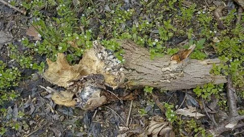 Bark background, tree bark background, grey bark with cracks Stock Photos
