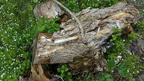Bark background, tree bark background, grey bark with cracks 스톡 사진