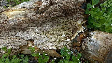 Bark background, tree bark background, grey bark with cracks Stock Photos