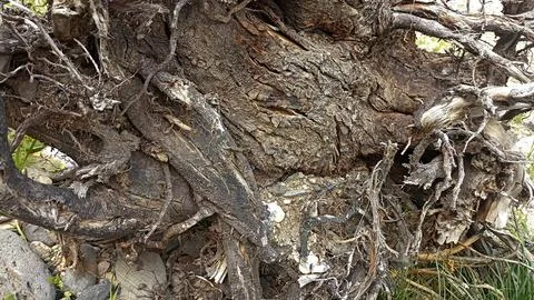 Bark background, tree bark background, grey bark with cracks Stock Photos