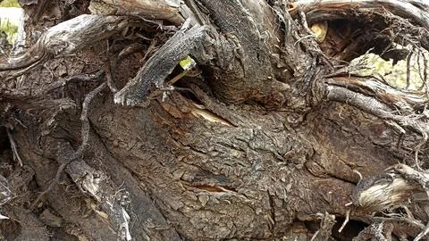 Bark background, tree bark background, grey bark with cracks Stock Photos