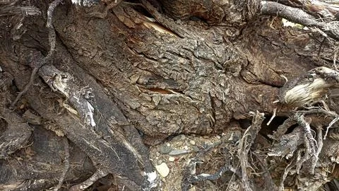Bark background, tree bark background, grey bark with cracks Stock Photos