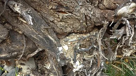 Bark background, tree bark background, grey bark with cracks Stock Photos