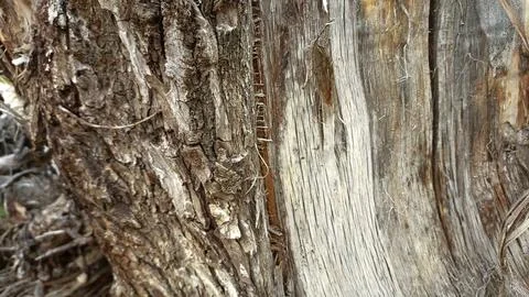 Bark background, tree bark background, grey bark with cracks Stock-Fotos