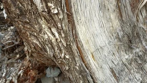 Bark background, tree bark background, grey bark with cracks Stock Photos