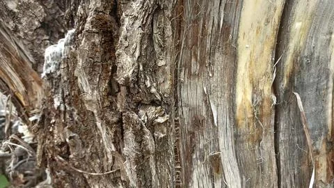 Bark background, tree bark background, grey bark with cracks Stock Photos