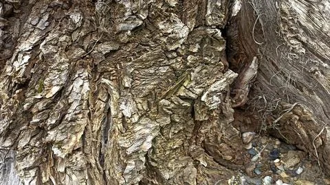 Bark background, tree bark background, grey bark with cracks Stock Photos