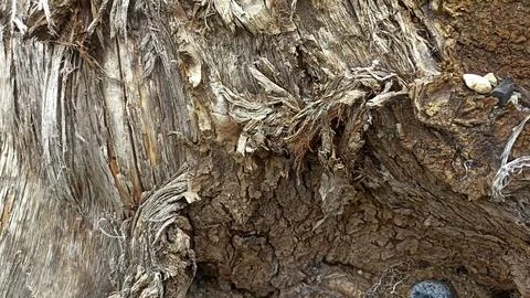 Bark background, tree bark background, grey bark with cracks Фото