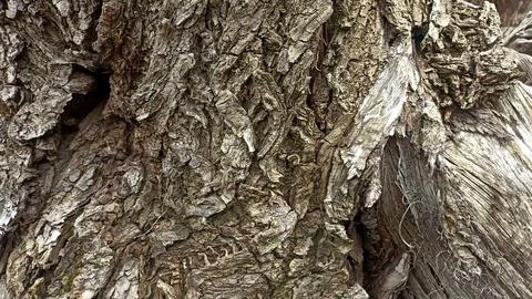 Bark background, tree bark background, grey bark with cracks Stock Photos