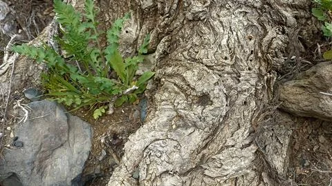 Bark background, tree bark background, grey bark with cracks Stock Photos