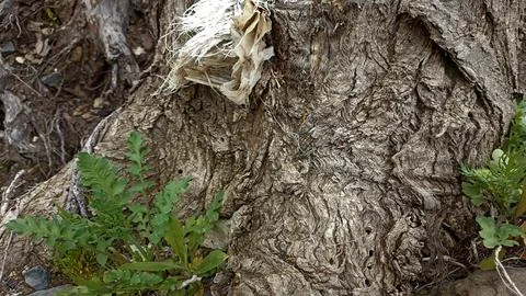 Bark background, tree bark background, grey bark with cracks Stock Photos