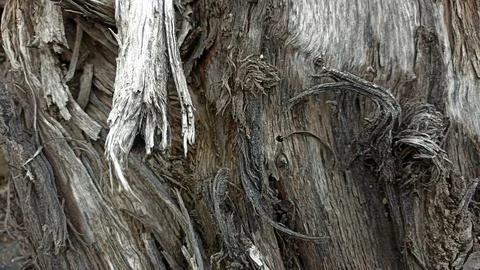 Bark background, tree bark background, grey bark with cracks Stock Photos
