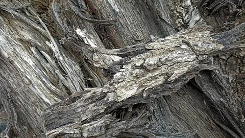 Bark background, tree bark background, grey bark with cracks Stock Photos