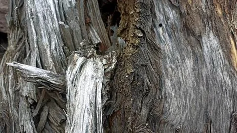 Bark background, tree bark background, grey bark with cracks Stock Photos