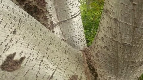 Bark background, tree bark background, grey bark with cracks Stock Photos