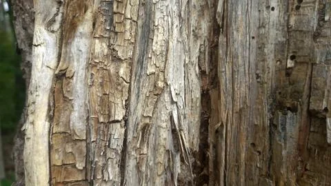 Bark background, tree bark background, grey bark with cracks Stockfoto's