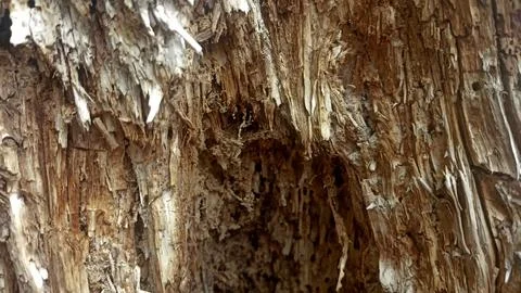 Bark background, tree bark background, grey bark with cracks Stock Photos