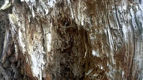 Bark background, tree bark background, grey bark with cracks Stock Photos