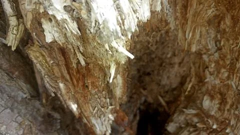 Bark background, tree bark background, grey bark with cracks Stock Photos