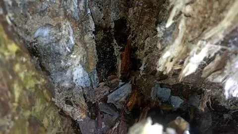 Bark background, tree bark background, grey bark with cracks Stock Photos