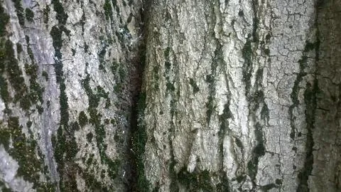 Bark background, tree bark background, grey bark with cracks Stock Photos