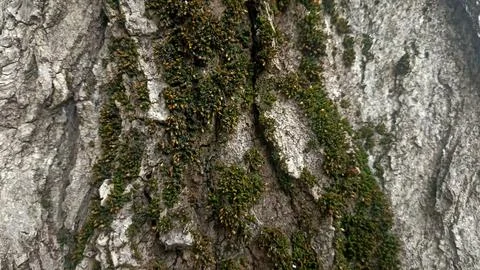 Bark background, tree bark background, grey bark with cracks Stock Photos