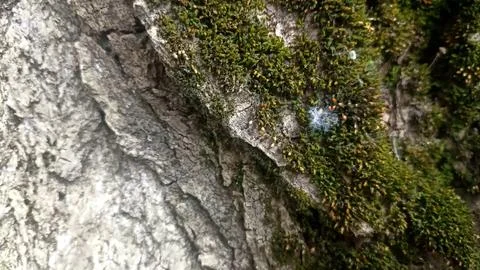 Bark background, tree bark background, grey bark with cracks Stock Photos