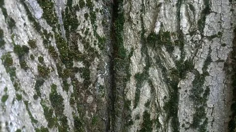 Bark background, tree bark background, grey bark with cracks Stock Photos