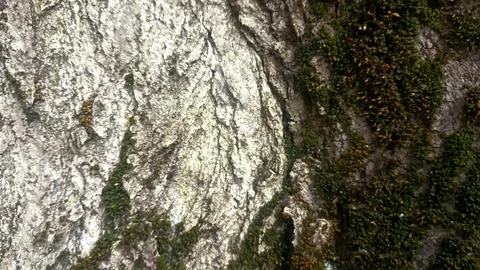 Bark background, tree bark background, grey bark with cracks Stock Photos