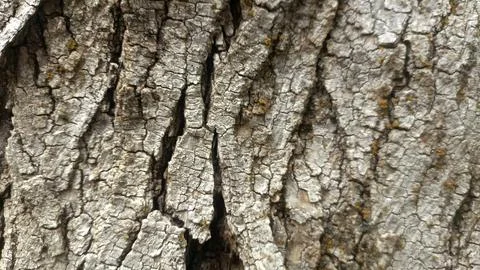Bark background, tree bark background, grey bark with cracks Stock Photos