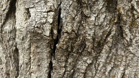Bark background, tree bark background, grey bark with cracks Stock Photos