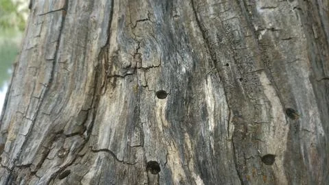 Bark background, tree bark background, grey bark with cracks Stock Photos
