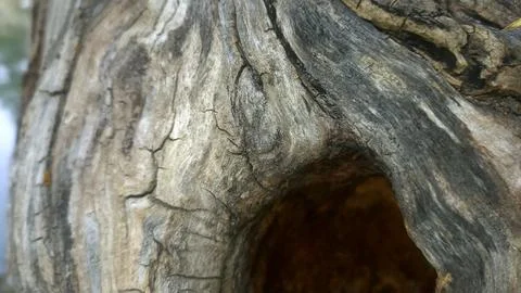 Bark background, tree bark background, grey bark with cracks Stock Photos