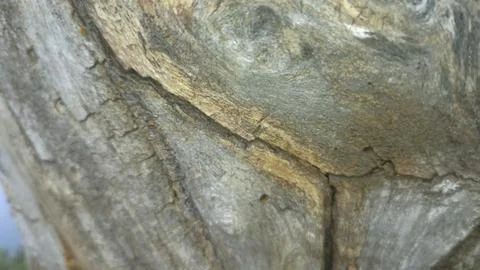 Bark background, tree bark background, grey bark with cracks Stock Photos