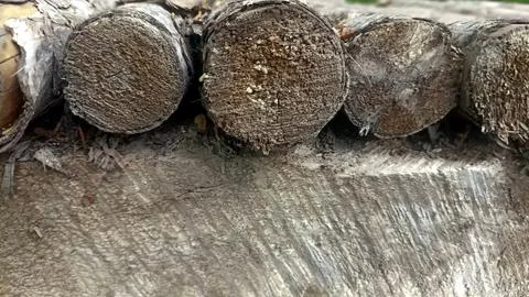 Bark background, tree bark background, grey bark with cracks Stock Photos