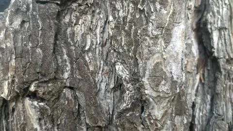 Bark background, tree bark background, grey bark with cracks Stock Photos