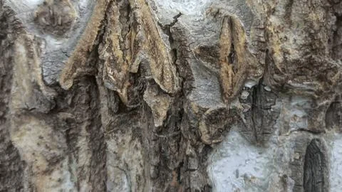 Bark background, tree bark background, grey bark with cracks Stock Photos