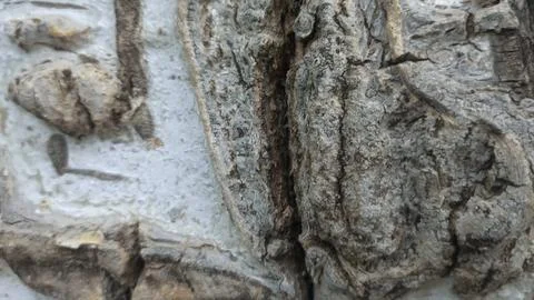 Bark background, tree bark background, grey bark with cracks Stock Photos