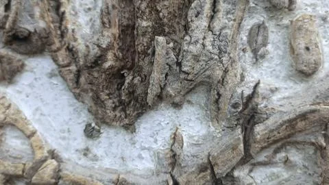 Bark background, tree bark background, grey bark with cracks Stock Photos