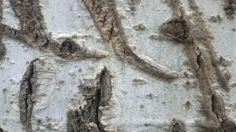 Bark background, tree bark background, grey bark with cracks Stock Photos