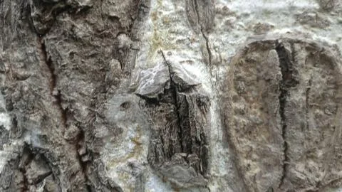 Bark background, tree bark background, grey bark with cracks Stock Photos