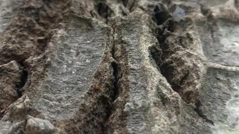 Bark background, tree bark background, grey bark with cracks Stock Photos