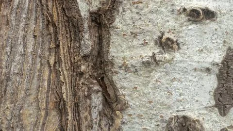 Bark background, tree bark background, grey bark with cracks Stock Photos