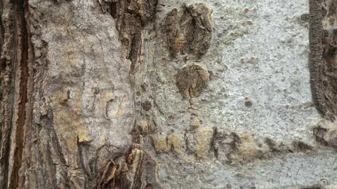 Bark background, tree bark background, grey bark with cracks Stock Photos