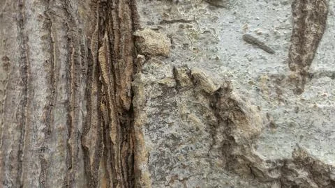 Bark background, tree bark background, grey bark with cracks Stock Photos