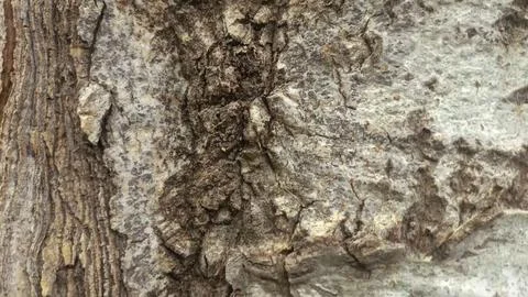 Bark background, tree bark background, grey bark with cracks Stock Photos